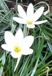玉すだれの花